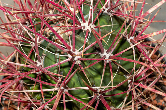 vibrant red spines on green ferocactus stainesii mexican fire barrel cactus