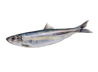 Naklejka premium baltic fresh raw herring fish isolated on white background. high image detail