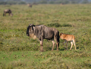 Fototapeta premium Adult Wildebeest with Calf Grazing in Savannah