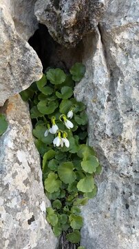 Wild Snowdrop Flowers in Natural Winter Landscape