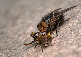 extreme macro of predatory fly feeding on another insect on rough ground dramatic natural wildlife behavior