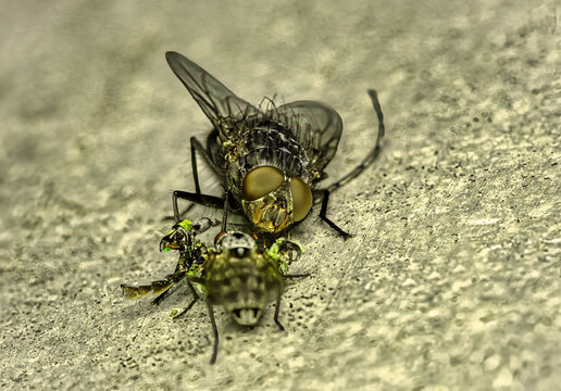 macro of a robber fly preying on another fly, asilidae predator eating insect on stone surface, dramatic wildlife nature photography of insect predation and biology