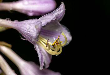 blooming hosta flower with water drops on black background, macro of purple plantain lily blossom with yellow stamens, elegant botanical floral photography for spa and wellness design © Herbert