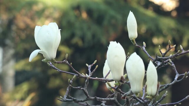 White magnolia soulangeana blooming branch on tulip tree in spring