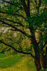 Fototapeta premium Dreamy backlight shining through the green leaves of an ancient tree in a tranquil nature landscape
