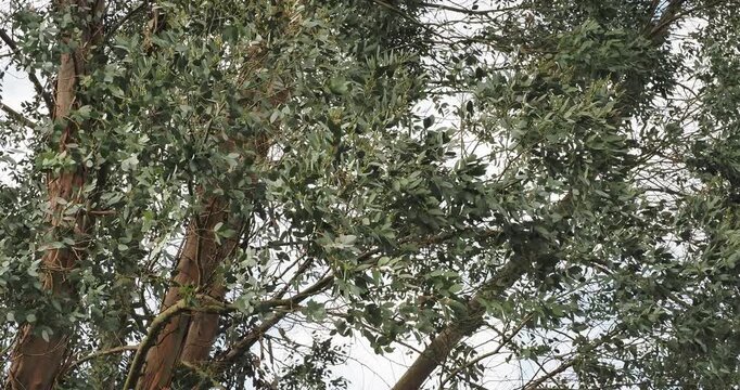 (Eucaluptus gunni) Branches and arching twigs of Tasmanian cider tree or cider gum bearing dense rounded silver-blue foliage swaying gracefully in the wind
