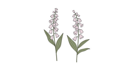 Fototapeta premium Pair of lily of the valley stems with small pink bell-shaped blossoms and large green leaves in a delicate hand-drawn style illustration.