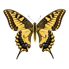 Naklejka premium Yellow and black butterfly on white background