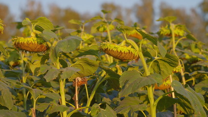 Obraz premium A Vibrant Sunflower Field Completely Bathed in Beautiful Golden Light and Sunshine