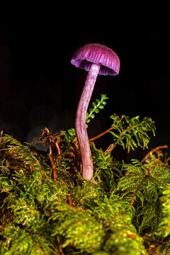 amethyst deceiver mushroom laccaria amethystina growing in green moss with black background macro