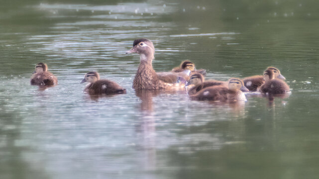 Close-up of female Wood Duck with ducklings swimming in quiet waters