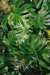 Fototapeta premium green leafs 