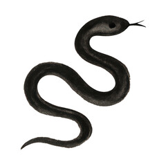 Obraz premium PNG Minimalist black snake illustration.