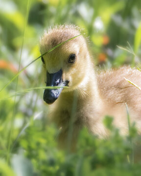 Extreme close-up of Canada Goose gosling in grass on sunny day