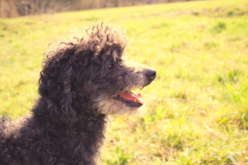 dog on the grass  © Sabrina