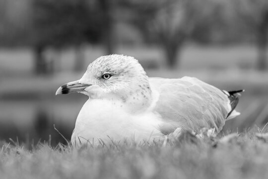 Black and white close-up portrait of a seagull sitting on the grass