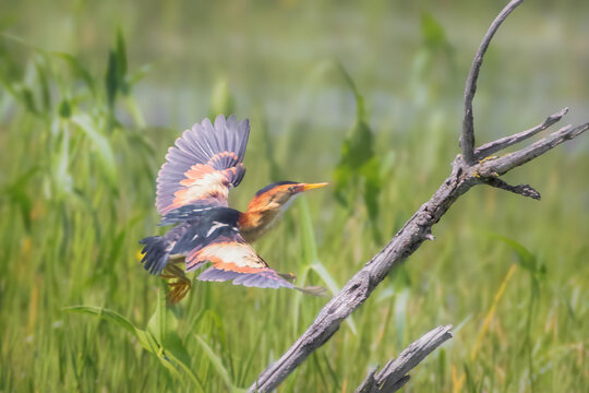 Least Bittern in flight over vegetation in marsh