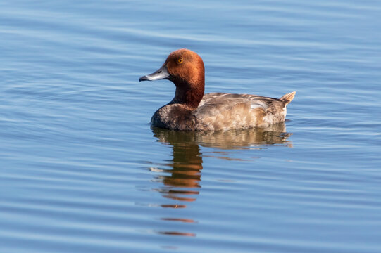 Canvasback redheaded male duck swimming quietly on blue water