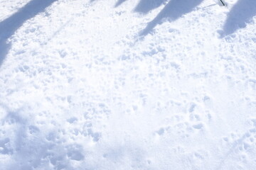 Obraz premium snow in the snow