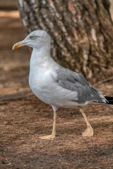 Obraz premium yellow-legged gull standing on ground near pine tree in croatia coastal forest as mediterranean travel concept