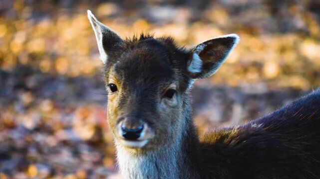 Close up of a female dam deer doe resting on the forest ground on a sunny day in autumn