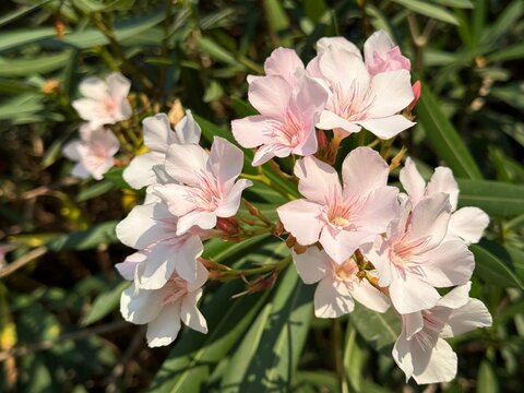 Flowers of oleander nerium bush.