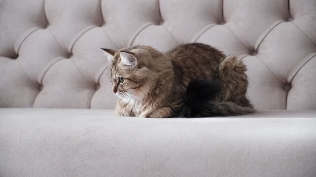 Portrait of well-fed tabby kitten, lounging. Soft morning light, enjoying sun beam. Cashmere Bengal cat lounging comfortably at the window on a sunny day. Semi-long-haired cat. Resting