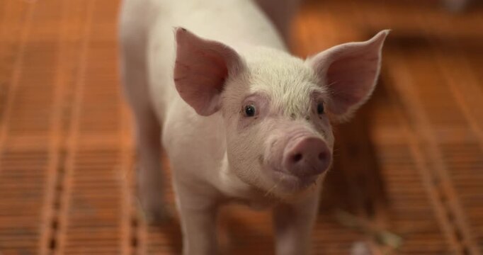 Cute piglet young pig farm animal smiling face