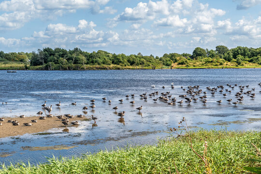 Shelducks and other waterfowl in a nature reserve on the Baltic Sea.