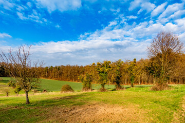 Alte Obstb&auml;ume mit vielen Misteln im Fr&uuml;hjahr