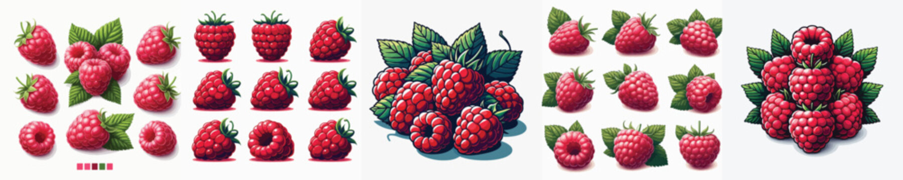 Raspberry Fruit Vector Illustration Collection