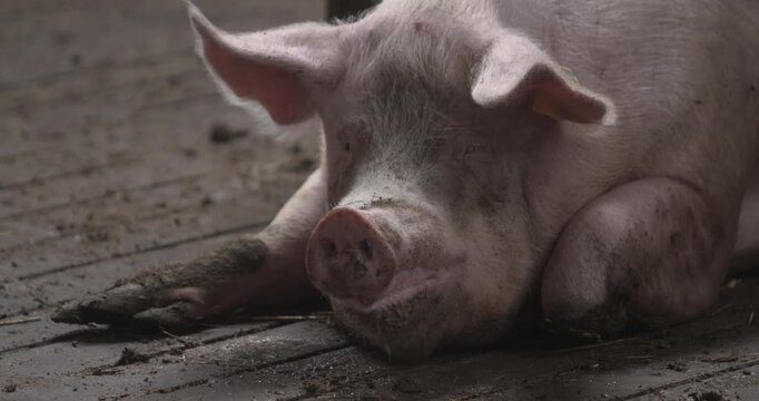 Large farm pig lying on shed floor eating chewing close up