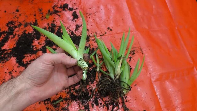 Gardener propagating aloe plant offsets without roots - aloe vera reproduction experiment