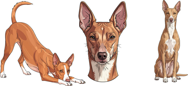 Cirneco dell&rsquo;Etna dog headshot portrait play bow sitting pose set