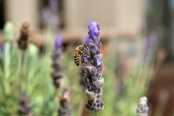close-up of a honey bee collecting nectar on a purple lavender flower © alepevi