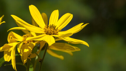 Vibrant yellow Woodland Sunflower with natural copy space for text