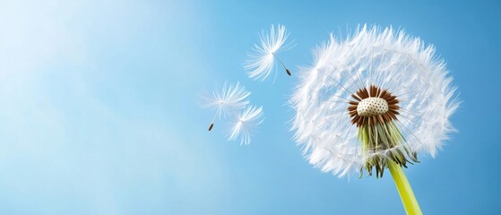 Obraz premium Dandelion with flying seeds against blue sky with copy space. Spring and summer nature banner, light airy background symbolizing freedom, freshness and seasonal change