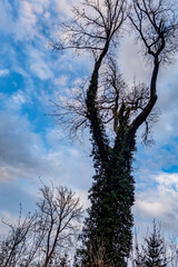 Obraz premium Mischwald im Frühjahr