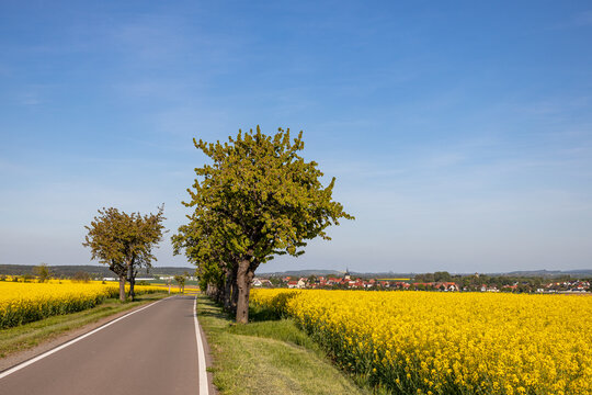 Bilder aus Warnstedt und Umgebung bl&uuml;hende Rapsfelder