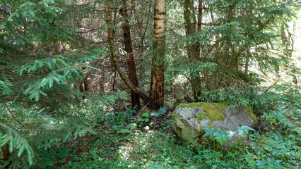 Fototapeta premium Lush forest scene with moss-covered boulder.