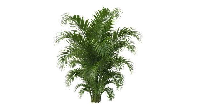 Lush areca palm PNG isolated on transparent background, tropical plant with vibrant green fronds for exotic decor and design projects
