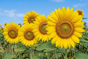 Fototapeta premium Bright yellow sunflowers facing sun on green stalks in summer field