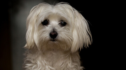 maltańczyk, piesek, biały, pies, pupil  © marko658