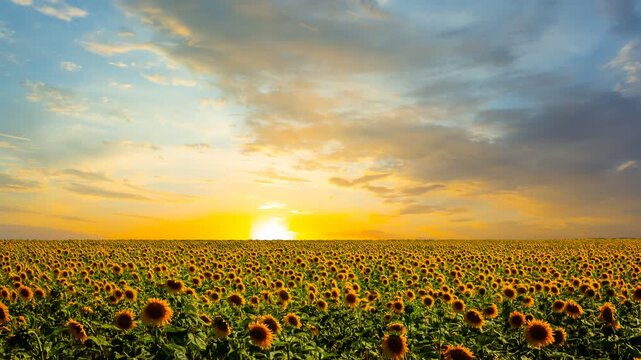 sunflower field at the dramatic sunset, agricultural time lapse scene