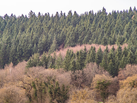 Mischwald im Fr&uuml;hjahr