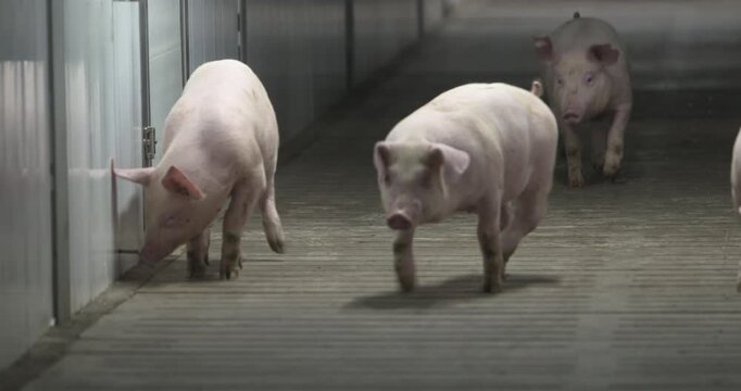 Pigs walk in farm shed and smell the floor