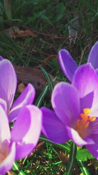 Close up violet crocus flowers sway in wind on sunny day. Blooming purple crocus vernus from ground level. Nature view vertical video 4K. Hello spring. Bloom season garden. Soft petals flowering plant
