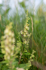 Wood sage (teucrium scorodonia) flowers in bloom