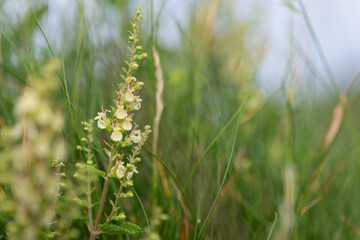Obraz premium Wood sage (teucrium scorodonia) flowers in bloom