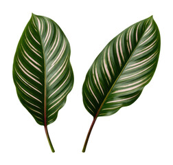 PNG Tropical leaves with striped patterns.